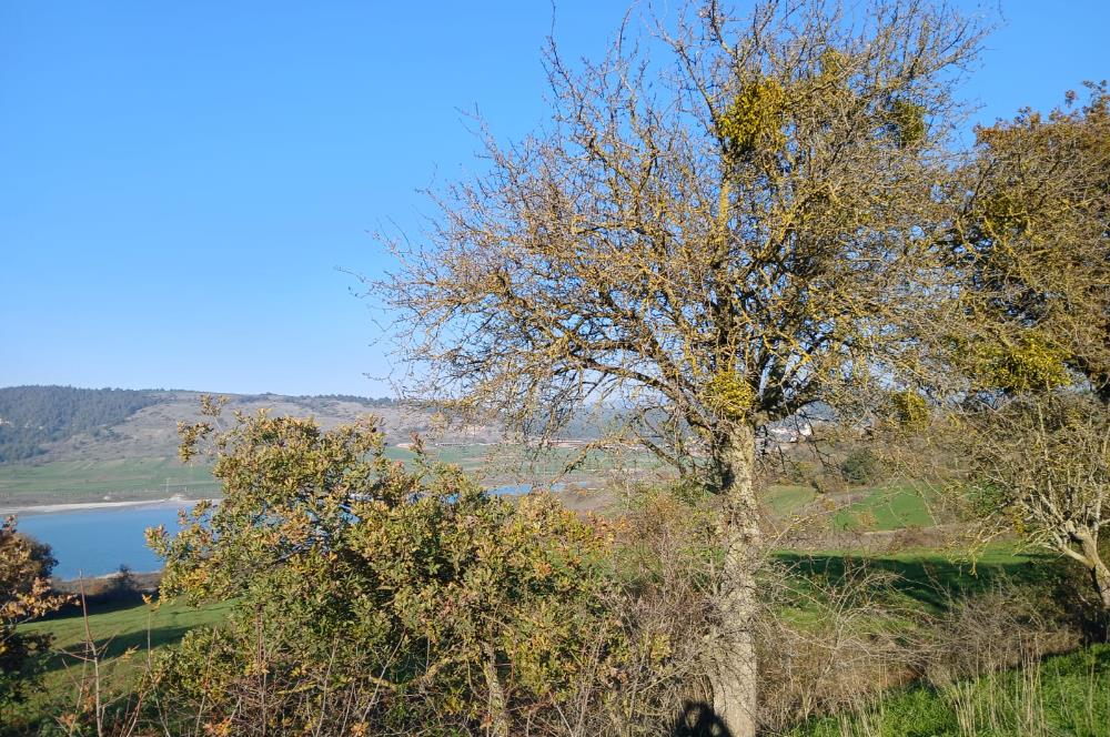 C21 LOCA'DAN BİGADİÇ ÇAMKÖY MAHALLESİNDE ACİL SATILIK TARLA