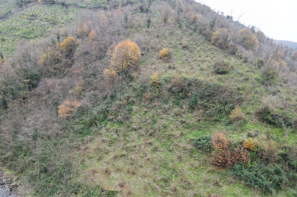 CENTURY 21'DEN PERŞEMBE BOLATLI MAH. 7 DÖNÜM FINDIK BAHÇESİ