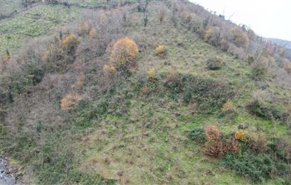 CENTURY 21'DEN PERŞEMBE BOLATLI MAH. 7 DÖNÜM FINDIK BAHÇESİ