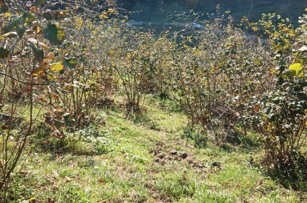 CENTURY 21'DEN PERŞEMBE BOLATLI MAH. 7 DÖNÜM FINDIK BAHÇESİ