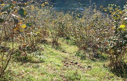 CENTURY 21'DEN PERŞEMBE BOLATLI MAH. 7 DÖNÜM FINDIK BAHÇESİ