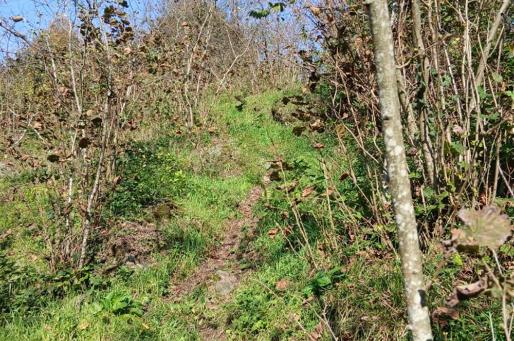 CENTURY 21'DEN PERŞEMBE BOLATLI MAH. 7 DÖNÜM FINDIK BAHÇESİ