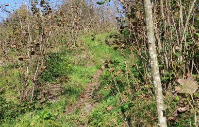 CENTURY 21'DEN PERŞEMBE BOLATLI MAH. 7 DÖNÜM FINDIK BAHÇESİ