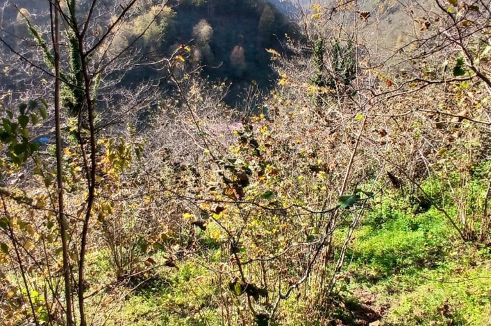 CENTURY 21'DEN PERŞEMBE BOLATLI MAH. 7 DÖNÜM FINDIK BAHÇESİ