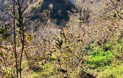 CENTURY 21'DEN PERŞEMBE BOLATLI MAH. 7 DÖNÜM FINDIK BAHÇESİ