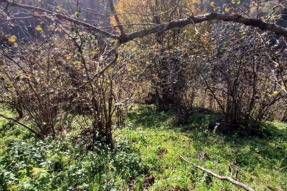 CENTURY 21'DEN PERŞEMBE BOLATLI MAH. 7 DÖNÜM FINDIK BAHÇESİ