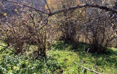 CENTURY 21'DEN PERŞEMBE BOLATLI MAH. 7 DÖNÜM FINDIK BAHÇESİ