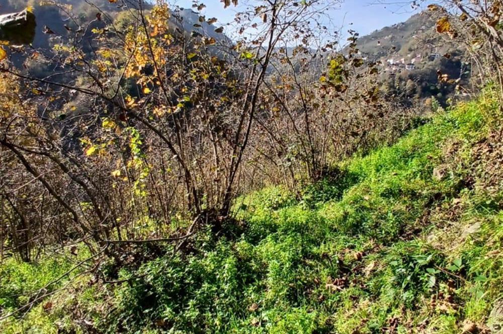 CENTURY 21'DEN PERŞEMBE BOLATLI MAH. 7 DÖNÜM FINDIK BAHÇESİ