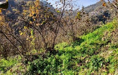 CENTURY 21'DEN PERŞEMBE BOLATLI MAH. 7 DÖNÜM FINDIK BAHÇESİ