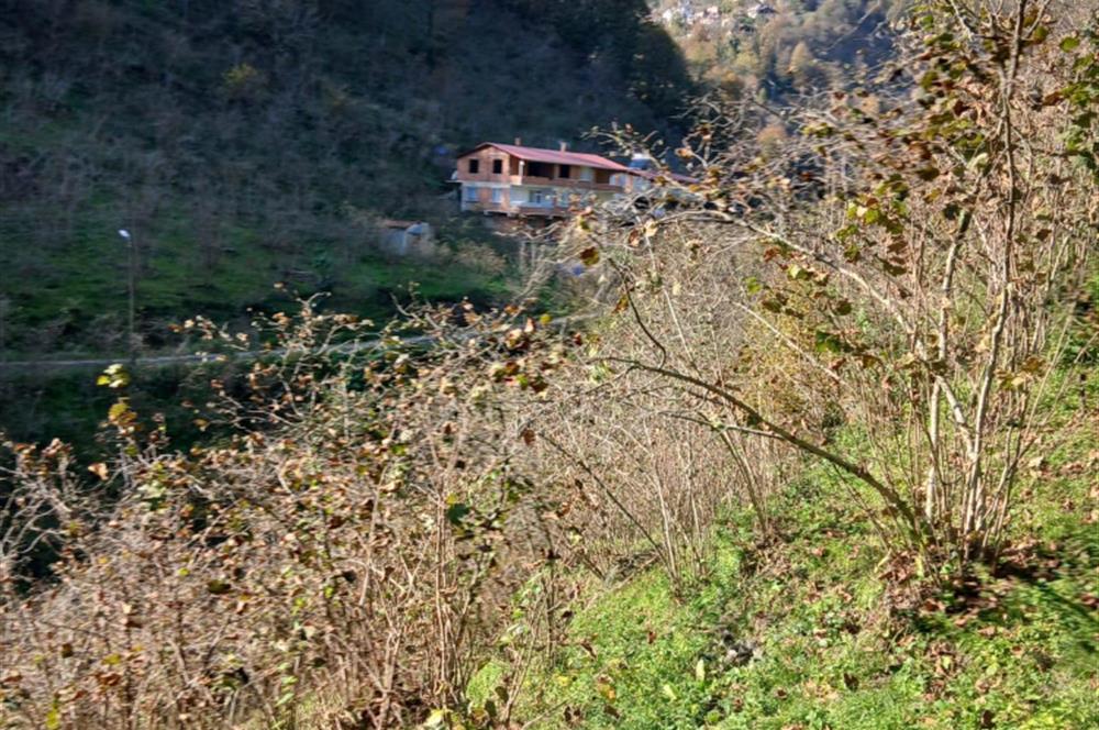 CENTURY 21'DEN PERŞEMBE BOLATLI MAH. 7 DÖNÜM FINDIK BAHÇESİ