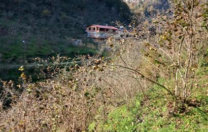 CENTURY 21'DEN PERŞEMBE BOLATLI MAH. 7 DÖNÜM FINDIK BAHÇESİ