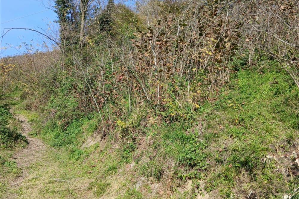 CENTURY 21'DEN PERŞEMBE BOLATLI MAH. 7 DÖNÜM FINDIK BAHÇESİ