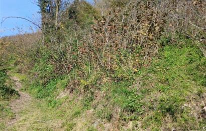 CENTURY 21'DEN PERŞEMBE BOLATLI MAH. 7 DÖNÜM FINDIK BAHÇESİ