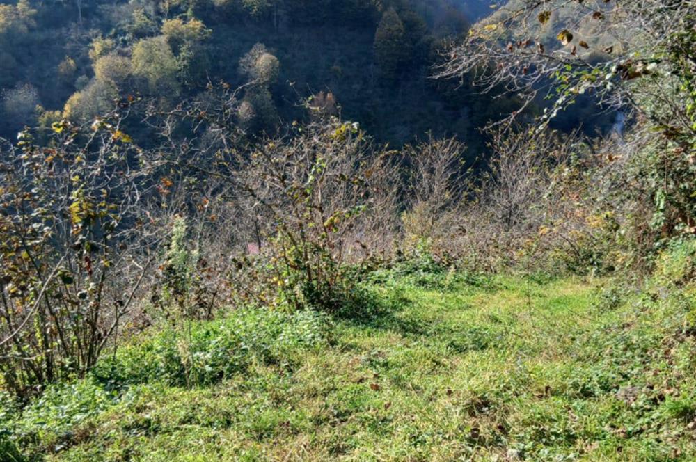 CENTURY 21'DEN PERŞEMBE BOLATLI MAH. 7 DÖNÜM FINDIK BAHÇESİ