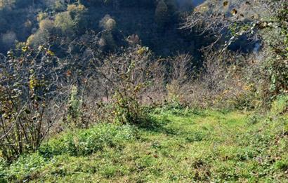 CENTURY 21'DEN PERŞEMBE BOLATLI MAH. 7 DÖNÜM FINDIK BAHÇESİ