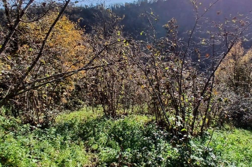 CENTURY 21'DEN PERŞEMBE BOLATLI MAH. 7 DÖNÜM FINDIK BAHÇESİ