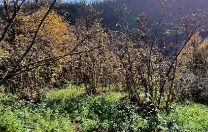 CENTURY 21'DEN PERŞEMBE BOLATLI MAH. 7 DÖNÜM FINDIK BAHÇESİ