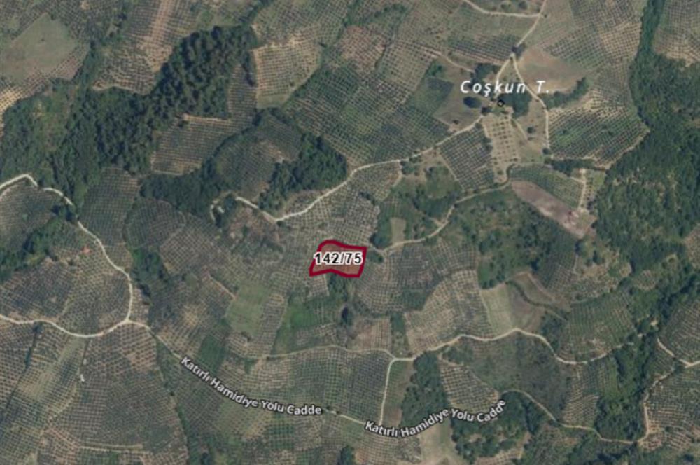 C21 Cius; Hamidiye Köyü’nde Yolu Olan, Tek Tapu Doğal Arazi