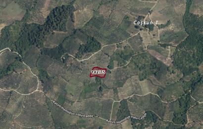 C21 Cius; Hamidiye Köyü’nde Yolu Olan, Tek Tapu Doğal Arazi