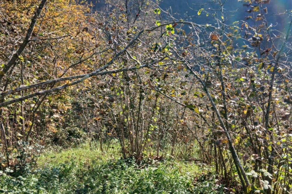 CENTURY 21'DEN PERŞEMBE BOLATLI MAH. 7 DÖNÜM FINDIK BAHÇESİ