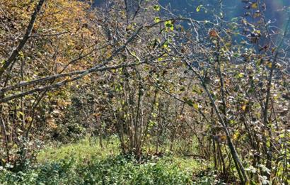 CENTURY 21'DEN PERŞEMBE BOLATLI MAH. 7 DÖNÜM FINDIK BAHÇESİ