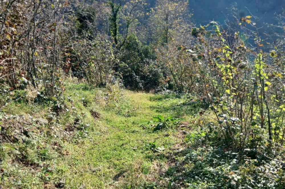 CENTURY 21'DEN PERŞEMBE BOLATLI MAH. 7 DÖNÜM FINDIK BAHÇESİ