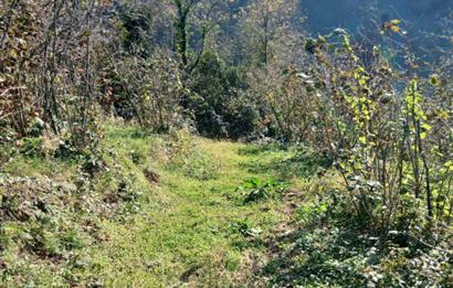 CENTURY 21'DEN PERŞEMBE BOLATLI MAH. 7 DÖNÜM FINDIK BAHÇESİ