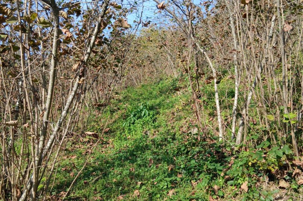 CENTURY 21'DEN PERŞEMBE BOLATLI MAH. 7 DÖNÜM FINDIK BAHÇESİ