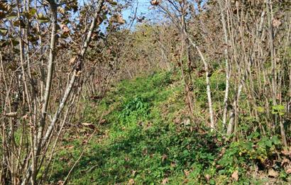 CENTURY 21'DEN PERŞEMBE BOLATLI MAH. 7 DÖNÜM FINDIK BAHÇESİ