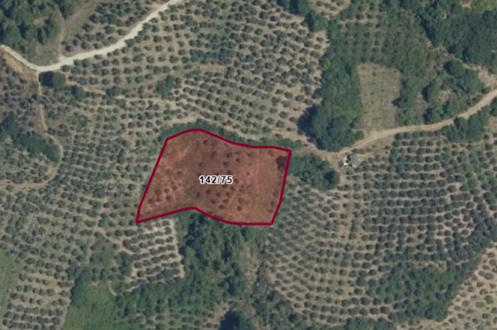 C21 Cius; Hamidiye Köyü’nde Yolu Olan, Tek Tapu Doğal Arazi