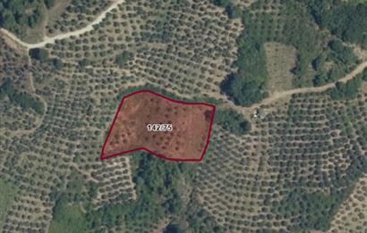 C21 Cius; Hamidiye Köyü’nde Yolu Olan, Tek Tapu Doğal Arazi