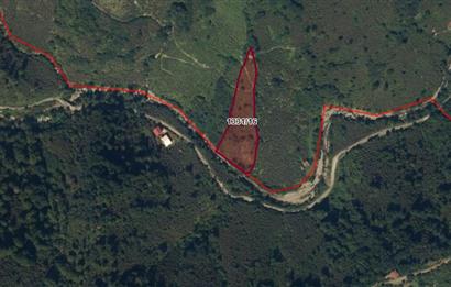 CENTURY 21'DEN PERŞEMBE BOLATLI MAH. 7 DÖNÜM FINDIK BAHÇESİ