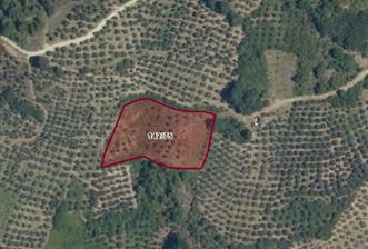 C21 Cius; Hamidiye Köyü’nde Yolu Olan, Tek Tapu Doğal Arazi - 1 - 30816