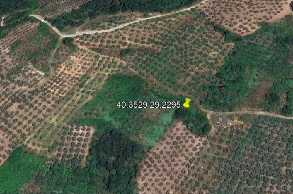 C21 Cius; Hamidiye Köyü’nde Yolu Olan, Tek Tapu Doğal Arazi