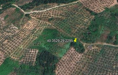 C21 Cius; Hamidiye Köyü’nde Yolu Olan, Tek Tapu Doğal Arazi