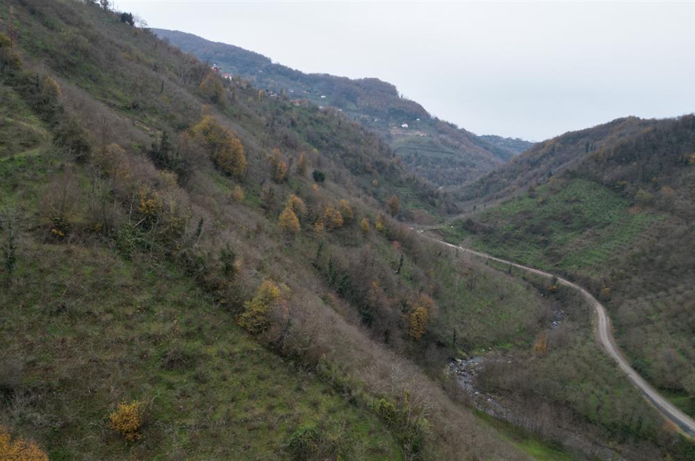 CENTURY 21'DEN PERŞEMBE BOLATLI MAH. 7 DÖNÜM FINDIK BAHÇESİ