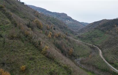 CENTURY 21'DEN PERŞEMBE BOLATLI MAH. 7 DÖNÜM FINDIK BAHÇESİ