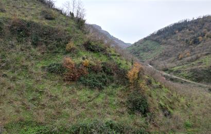 CENTURY 21'DEN PERŞEMBE BOLATLI MAH. 7 DÖNÜM FINDIK BAHÇESİ