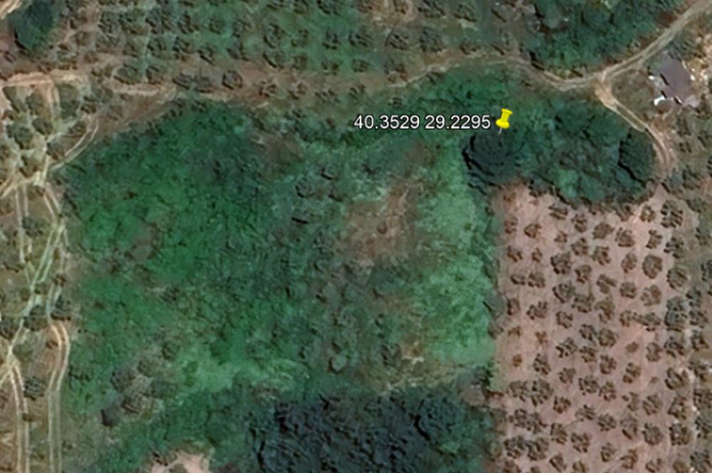 C21 Cius; Hamidiye Köyü’nde Yolu Olan, Tek Tapu Doğal Arazi