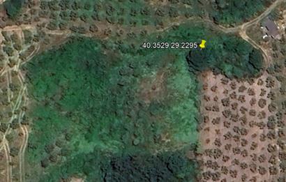 C21 Cius; Hamidiye Köyü’nde Yolu Olan, Tek Tapu Doğal Arazi