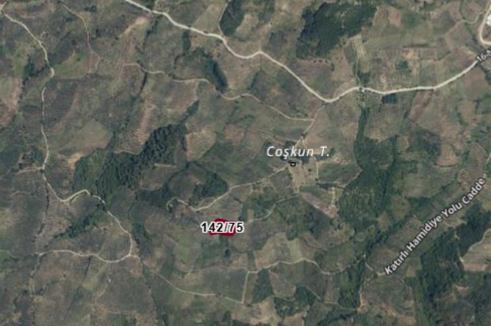 C21 Cius; Hamidiye Köyü’nde Yolu Olan, Tek Tapu Doğal Arazi