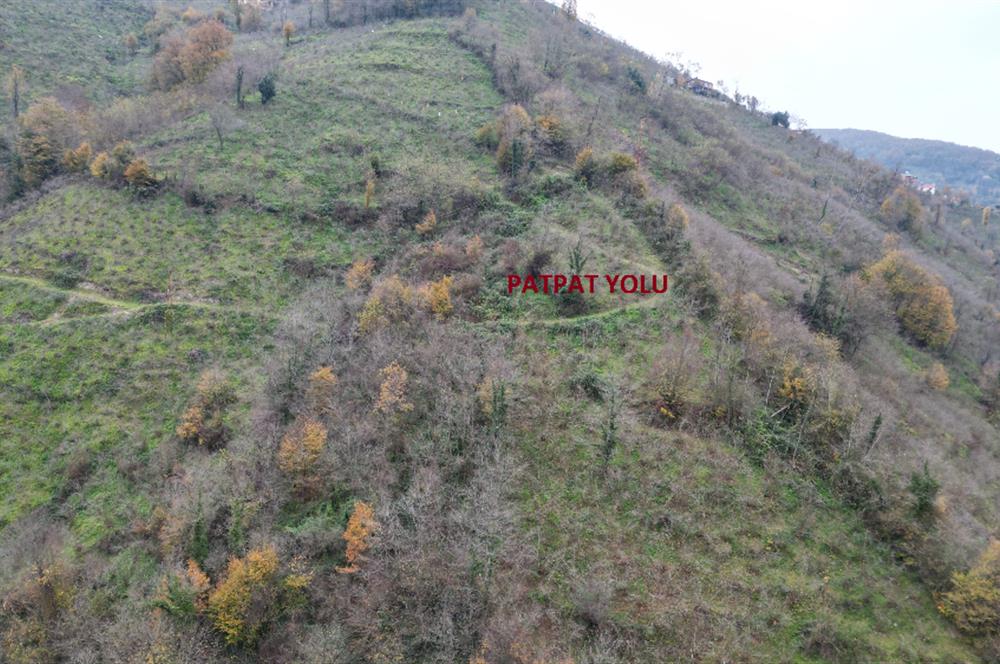 CENTURY 21'DEN PERŞEMBE BOLATLI MAH. 7 DÖNÜM FINDIK BAHÇESİ