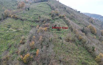 CENTURY 21'DEN PERŞEMBE BOLATLI MAH. 7 DÖNÜM FINDIK BAHÇESİ