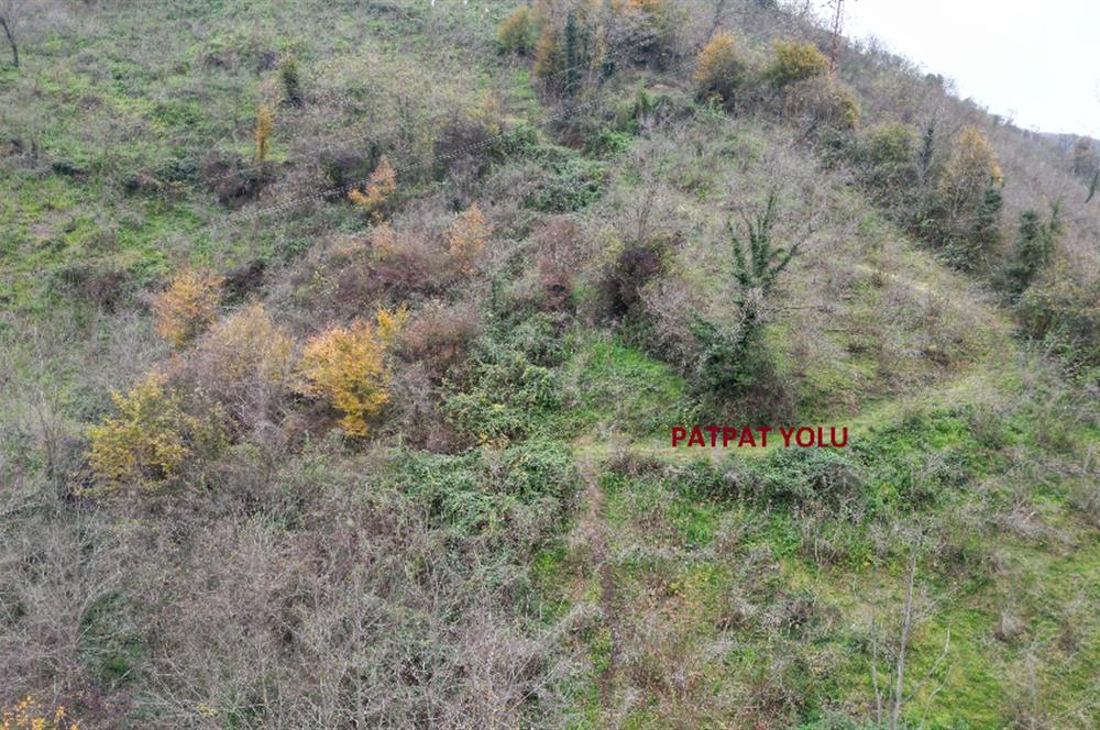 CENTURY 21'DEN PERŞEMBE BOLATLI MAH. 7 DÖNÜM FINDIK BAHÇESİ