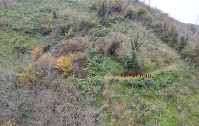 CENTURY 21'DEN PERŞEMBE BOLATLI MAH. 7 DÖNÜM FINDIK BAHÇESİ