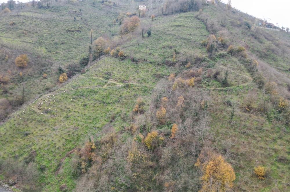 CENTURY 21'DEN PERŞEMBE BOLATLI MAH. 7 DÖNÜM FINDIK BAHÇESİ