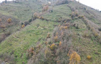 CENTURY 21'DEN PERŞEMBE BOLATLI MAH. 7 DÖNÜM FINDIK BAHÇESİ