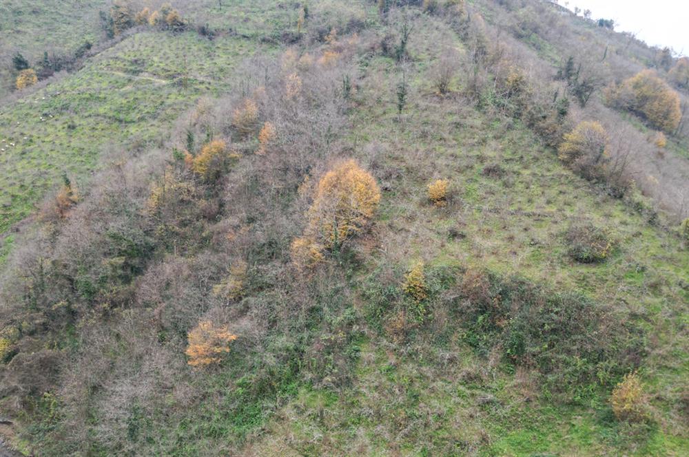 CENTURY 21'DEN PERŞEMBE BOLATLI MAH. 7 DÖNÜM FINDIK BAHÇESİ