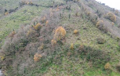 CENTURY 21'DEN PERŞEMBE BOLATLI MAH. 7 DÖNÜM FINDIK BAHÇESİ