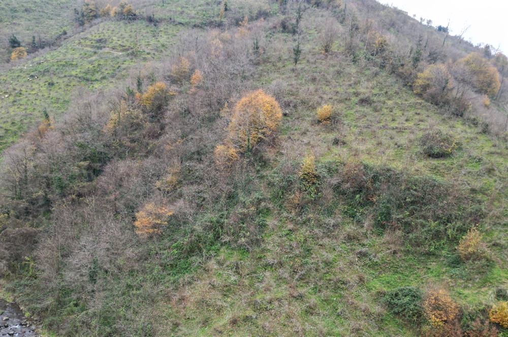 CENTURY 21'DEN PERŞEMBE BOLATLI MAH. 7 DÖNÜM FINDIK BAHÇESİ